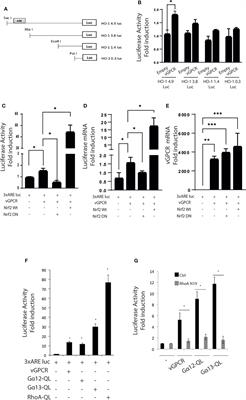 A major role for Nrf2 transcription factors in cell transformation by KSHV encoded oncogenes